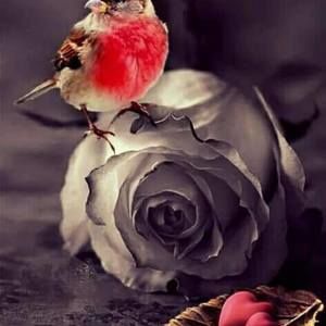 Meet your Posher, Shae